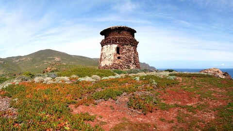 Frühling auf der Insel Capraia