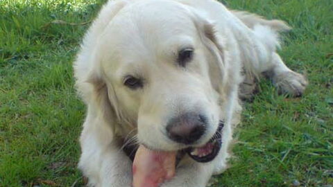 goldener Retriever