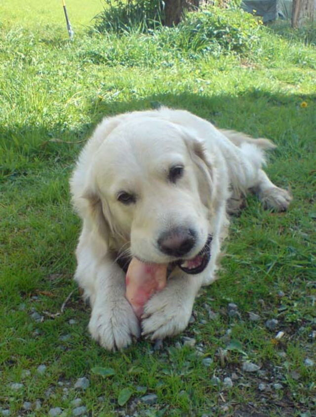 goldener Retriever