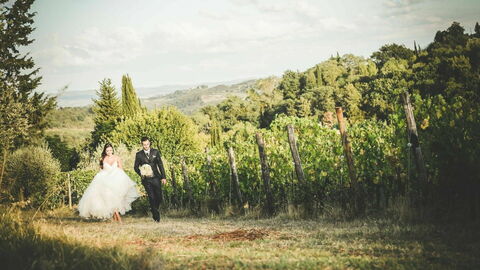 Fattoria di Quercia al Poggio, Weinberg