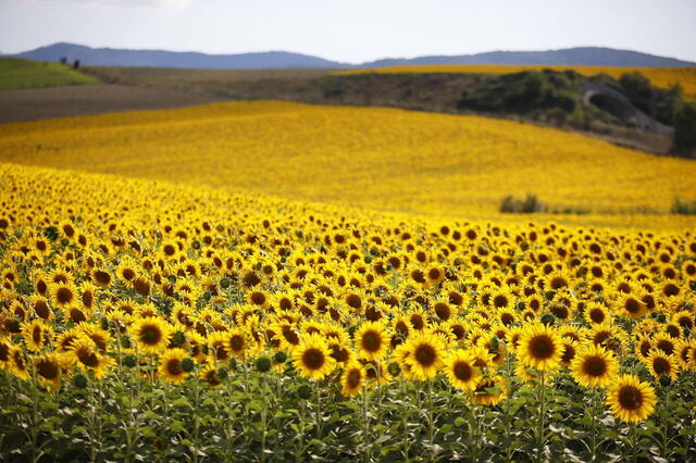 Sonnenblumen um die Villa Agata