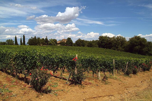 Weingärten bei Montalcino