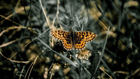 Schmetterling