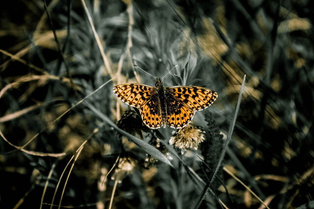 Schmetterling