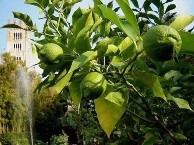 Zitronen im Garten des Palazzo Pfanner
