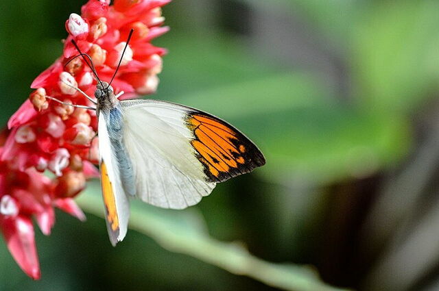 Schmetterling, Schmetterlingshaus, Collodi