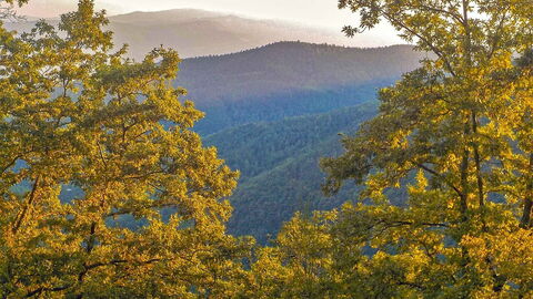 Foreste Casentinesi