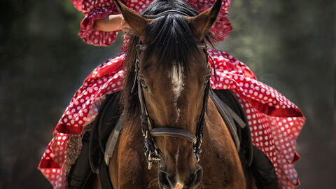 Pferd