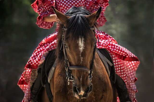 Pferd