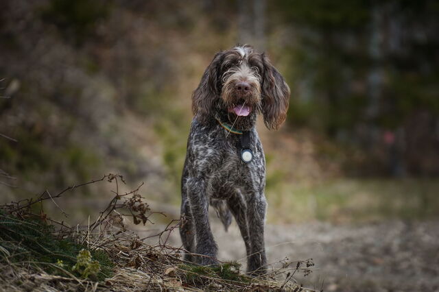 Trüffel Jagdhund