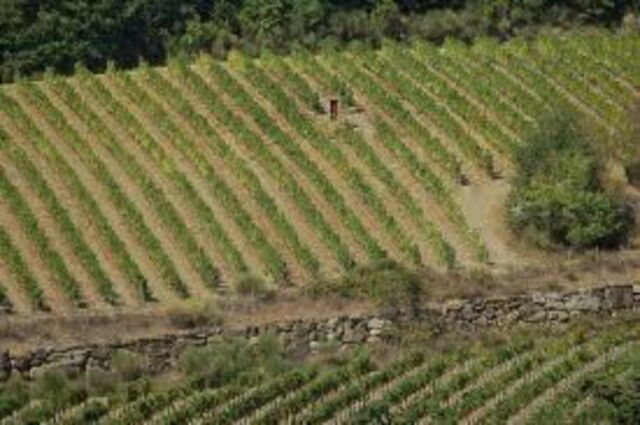 Weinberge in der Chianti Region