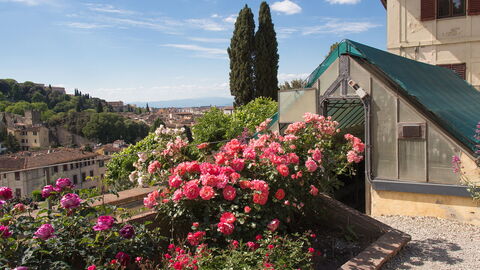 Pinke Rosen im Rosengarten von Florenz