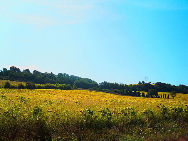 Sonnenblumenfeld unweit von Civitella
