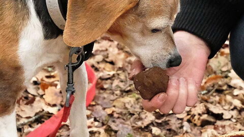 Trüffelhund
