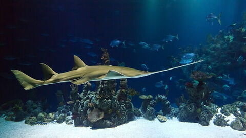 Tank im Aquarium
