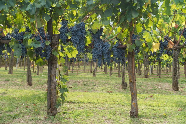 Weinberg in Chianti