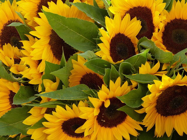 Sonnenblumen