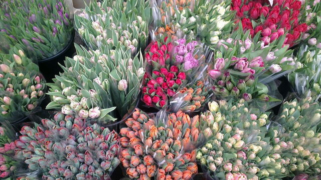 Tulpen