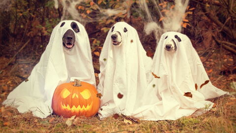 Hunde als Geister verkleidet