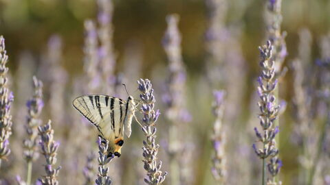 Ein Schmetterling auf Lavendelblüten in Pisa