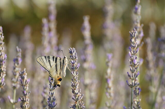 Ein Schmetterling auf Lavendelblüten in Pisa