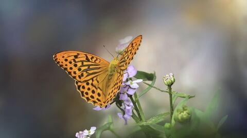 Schmetterling