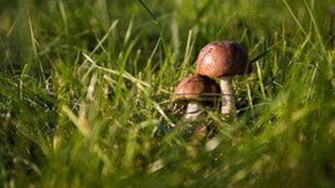 Wachsende Pilze