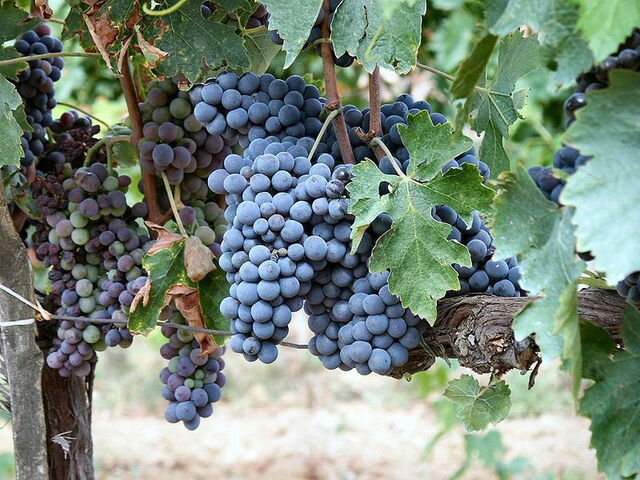 Montalcino Trauben