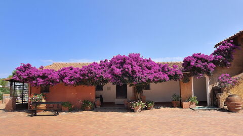 Bougainvillea auf der Insel Giannutri