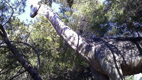 Dinosaurier in Peccioli