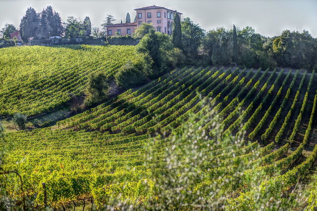 Weinberge in Bolgheri