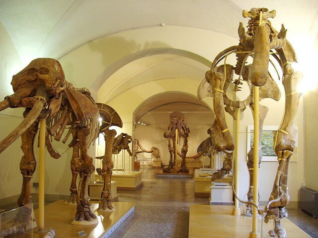 La Specola in Florenz