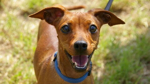 Bringen Sie Ihren Hund in die Toskana