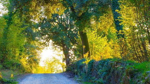 Ein Wald in Sovicille