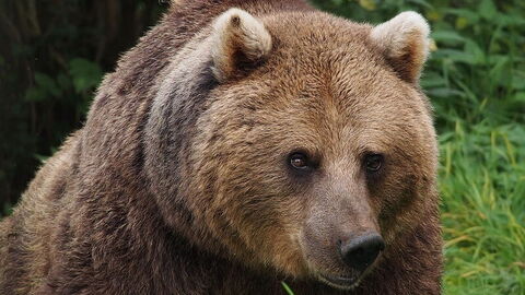 Europäischer Braunbär