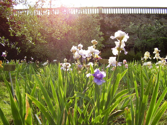 Florenz Iris Garten