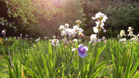 Blumen im Iris Garten