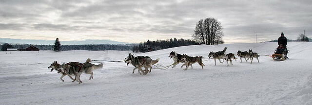 Hundeschlitten im Schnee
