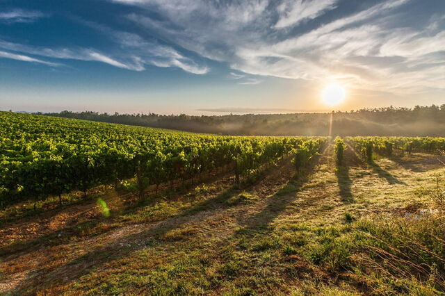 Weinberg, Montalcino
