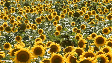 Sonnenblumen
