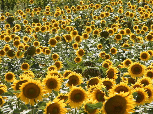 Sonnenblumen