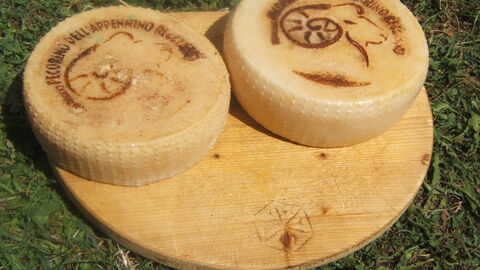 Runde Scheiben von Pecorino