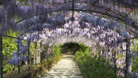 Wisterien im Giardino Bardini