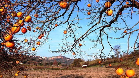 Herbst in San Miniato