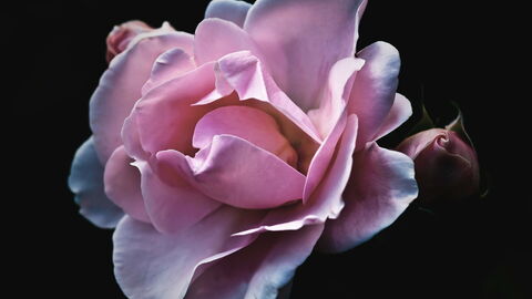 Eine pinke Rose