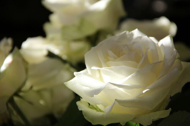 Weiße Rosen