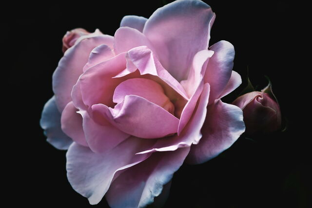 Eine pinke Rose