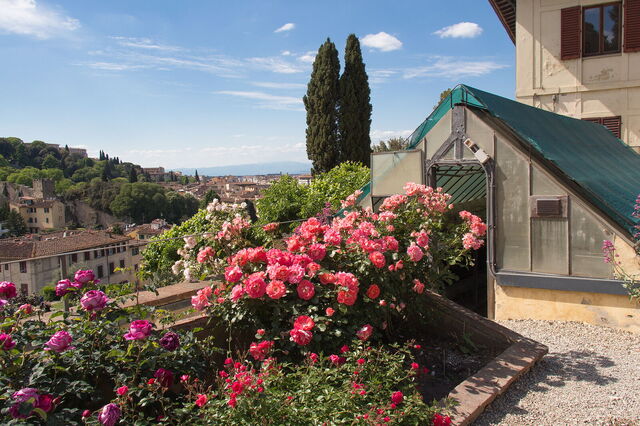 Rosen in Florenz