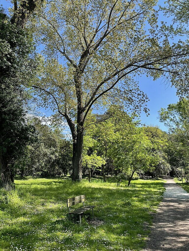 Parco Pineta di Ponente, Bäume