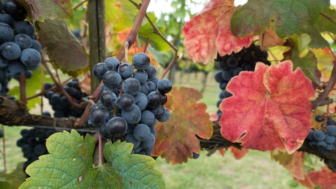 Ein Weinberg